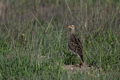 Upland sandpiper