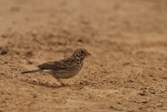 Vesper sparrow