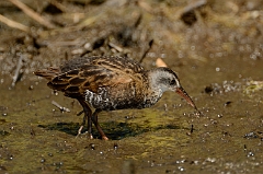 Virginia rail
