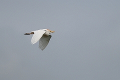 Western cattle egret