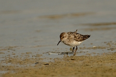 Western sandpiper