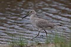 Western willet