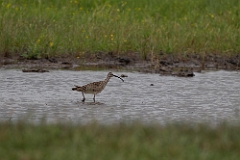 Whimbrel