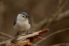 White-breasted nuthatch
