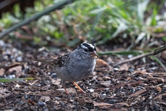 White-crowned sparrow