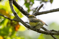 White-eyed vireo