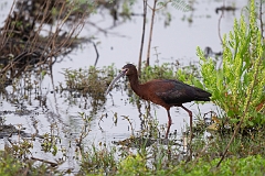 White-faced ibis