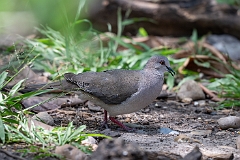 White-tipped dove