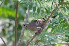 White-winged dove