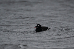 White-winged scoter