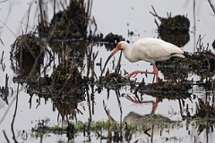 White ibis