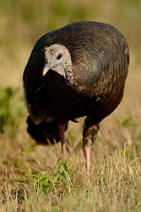Wild turkey
