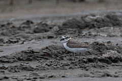 Wilson's plover