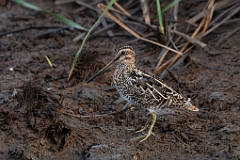 Wilson's snipe