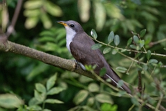 Yellow-billed cuckoo