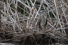 Yellow-crowned night heron