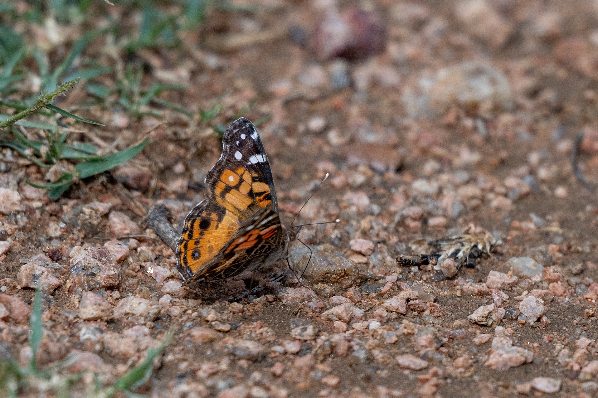 DPPhotography - Texas - American lady, Vanessa virginiensis - A.jpg - American lady, Vanessa virginiensis - Ink Lake State Park, Texas