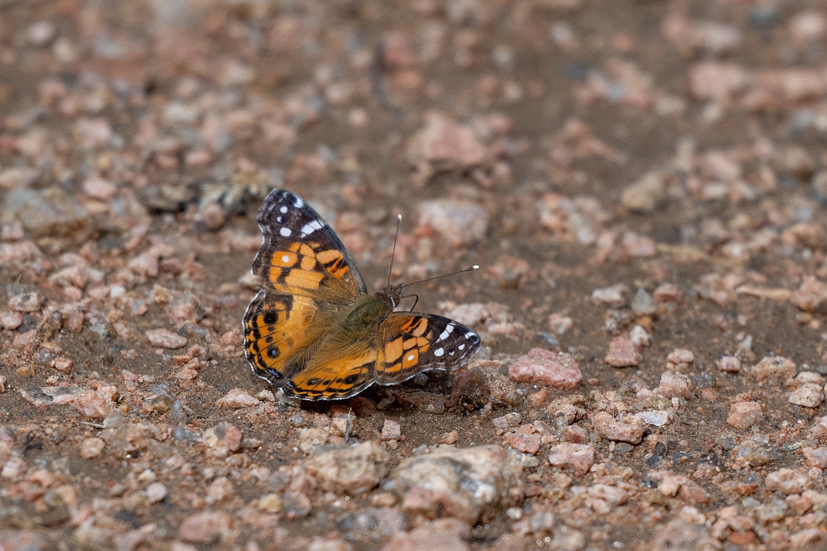DPPhotography - Texas - American lady, Vanessa virginiensis - C.jpg - American lady, Vanessa virginiensis - Ink Lake State Park, Texas