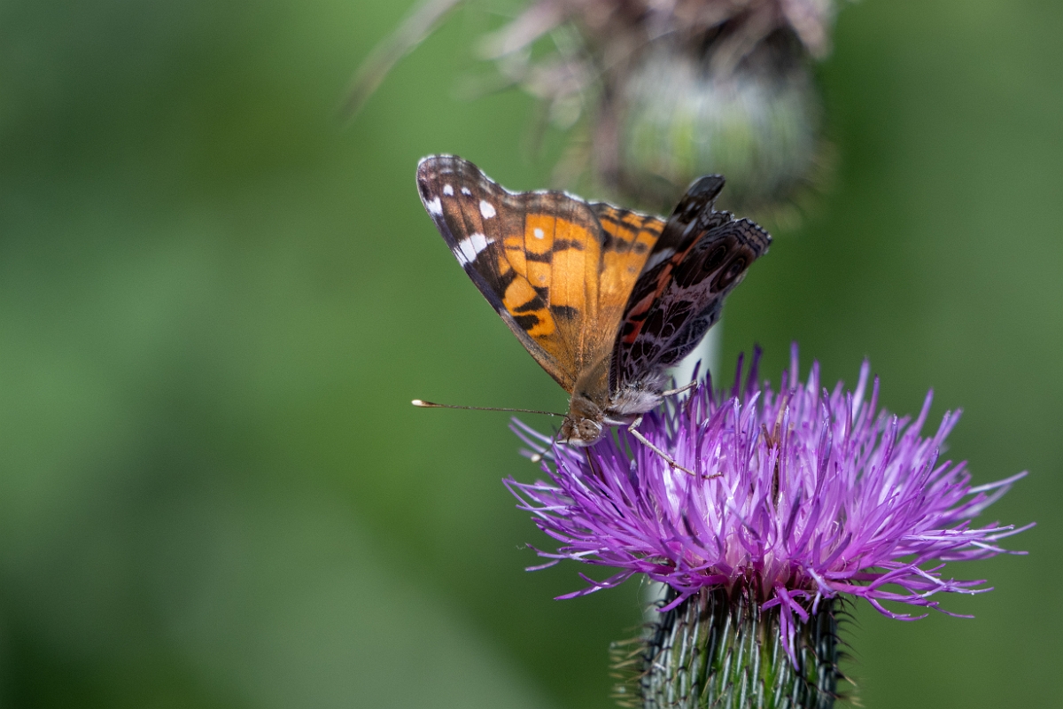 DPPhotography - Texas - American lady, Vanessa virginiensis - E.jpg - American lady, Vanessa virginiensis - Sandia, Texas
