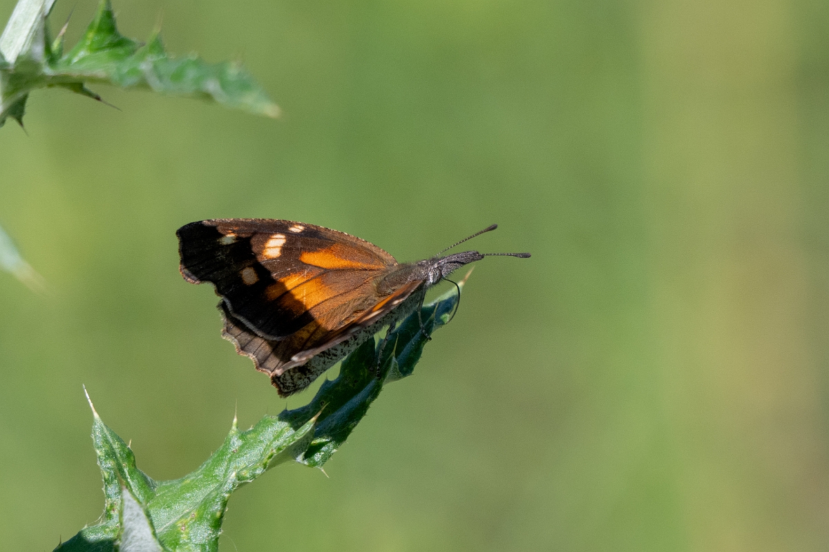 DPPhotography - Texas - American snout, Libytheana carinenta - B.jpg - American snout, Libytheana carinenta - Sandia, Texas
