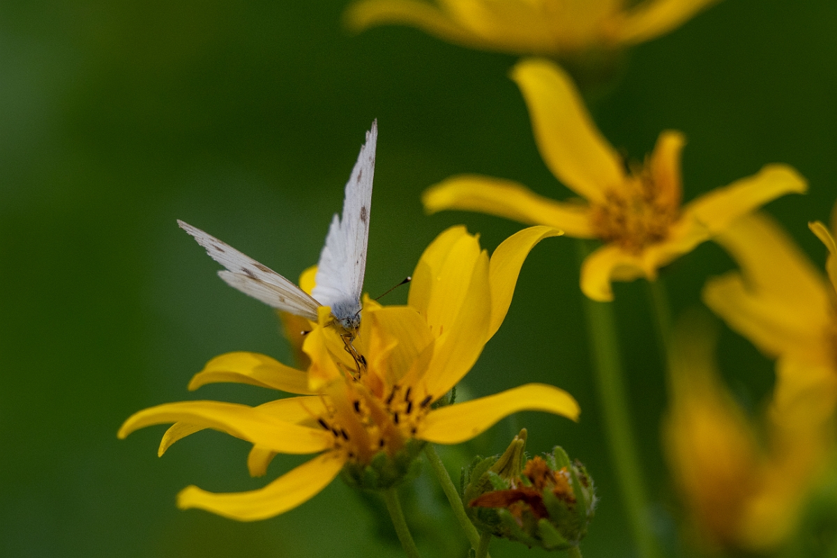 DPPhotography - Texas - Chequered white, Pontia protodice - A.jpg - Chequered white, Pontia protodice - Pedernales Falls State Park, Texas
