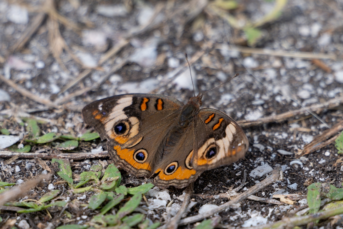 DPPhotography - Texas - Common buckeye, Junonia coenia - A.jpg - Common buckeye, Junonia coenia - Aransas NWR, Texas