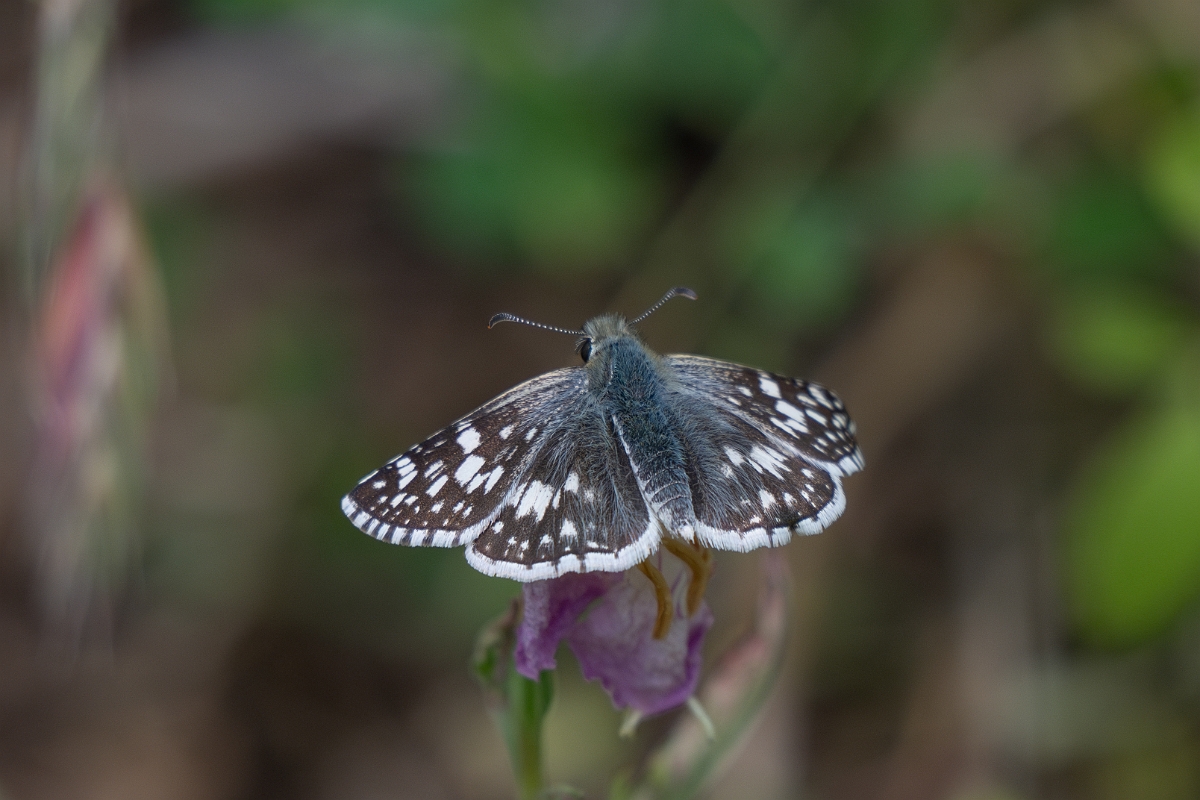 DPPhotography - Texas - Common chequered skipper, Burnsius communis - A.jpg - Common chequered skipper, Burnsius communis - Alum Creek, Texas
