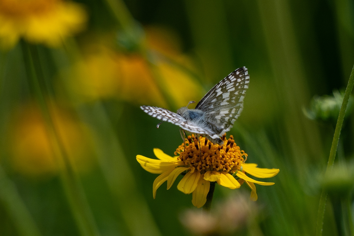 DPPhotography - Texas - Common chequered skipper, Burnsius communis - C.jpg - Common chequered skipper, Burnsius communis - National Butterfly Center, Texas