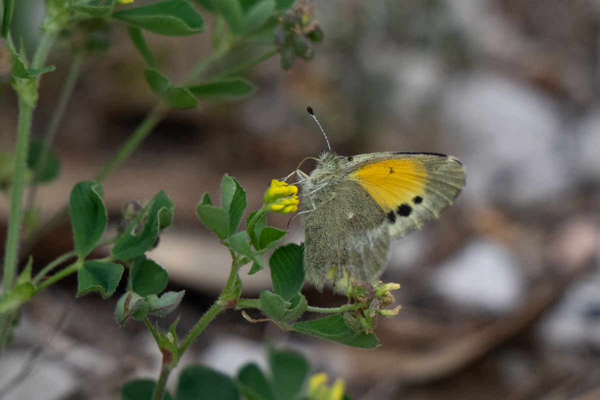 DPPhotography - Texas - Dainty sulphur, Nathalis iole - A.jpg - Dainty sulphur, Nathalis iole - Alum Creek, Texas
