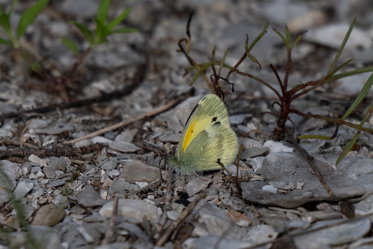 DPPhotography - Texas - Dainty sulphur, Nathalis iole - B.jpg - Dainty sulphur, Nathalis iole - Aransas NWR, Texas