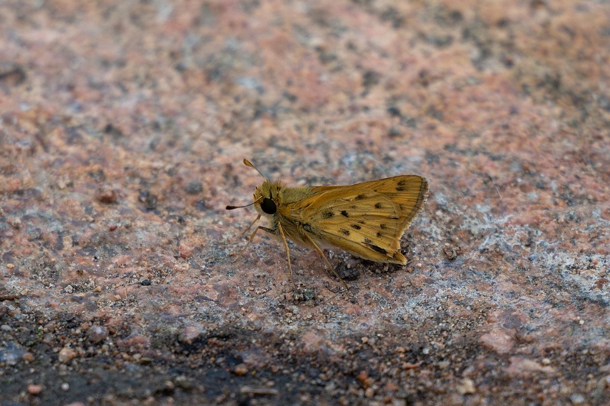 DPPhotography - Texas - Fiery skipper, Hylephila phyleus - A.jpg - Fiery skipper, Hylephila phyleus - Ink Lake State Park, Texas