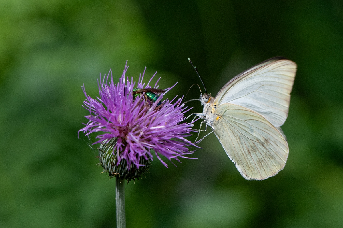 DPPhotography - Texas - Great southern white, Ascia monuste - B.jpg - Great southern white, Ascia monuste - Aransas NWR, Texas