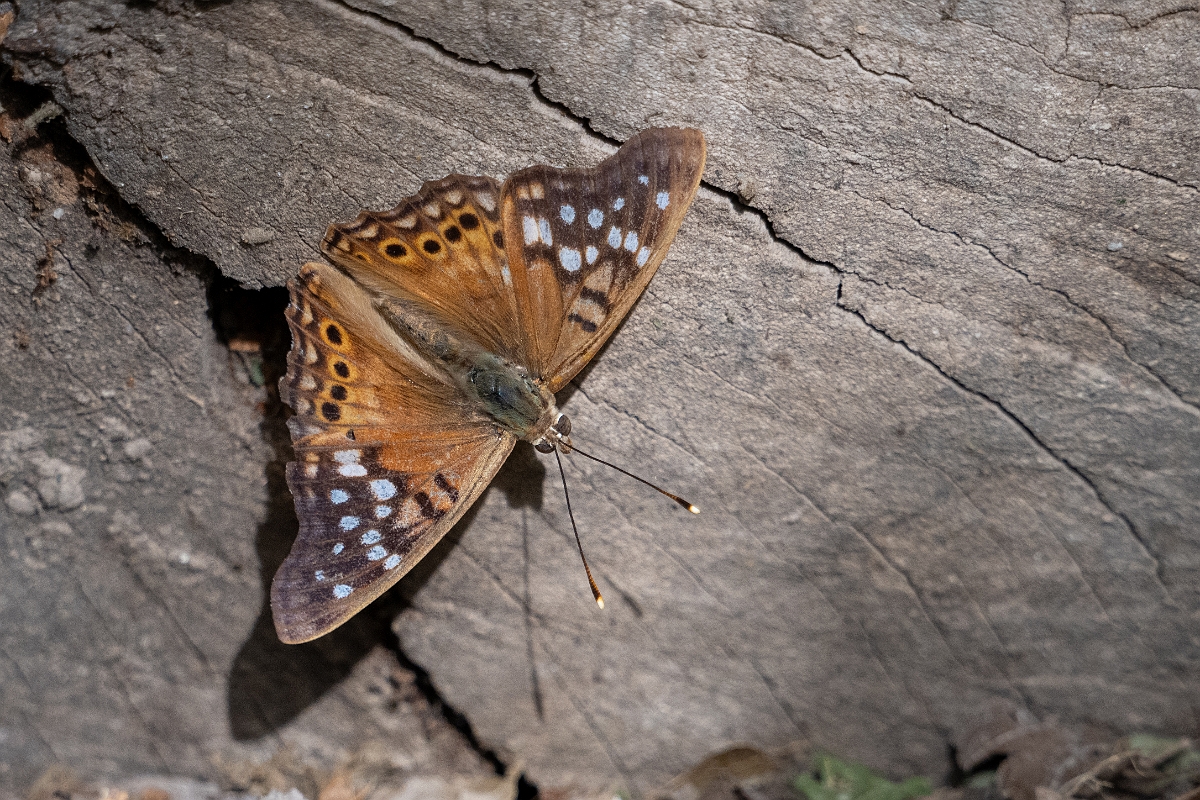 DPPhotography - Texas - Hackberry emperor, Asterocampa celtis - C.jpg - Hackberry emperor, Asterocampa celtis - National Butterfly Center, Texas