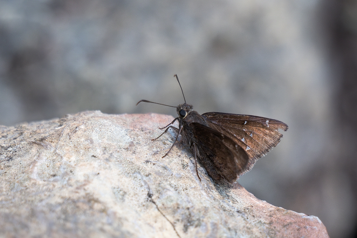 DPPhotography - Texas - Northern cloudywing, Thorybes pylades - A.jpg - Northern cloudywing, Thorybes pylades - Pedernales Falls State Park, Texas