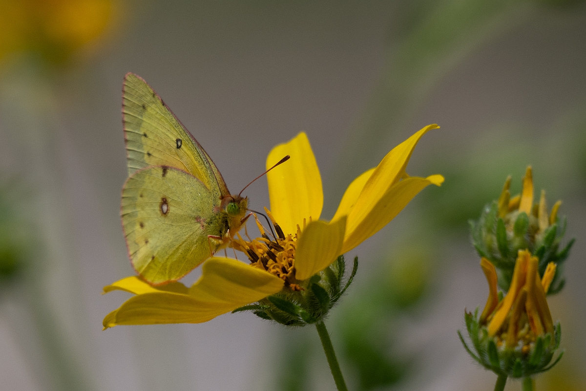 DPPhotography - Texas - Orange sulphur, Colias eurytheme - B.jpg - Orange sulphur, Colias eurytheme - Pedernales Falls State Park, Texas