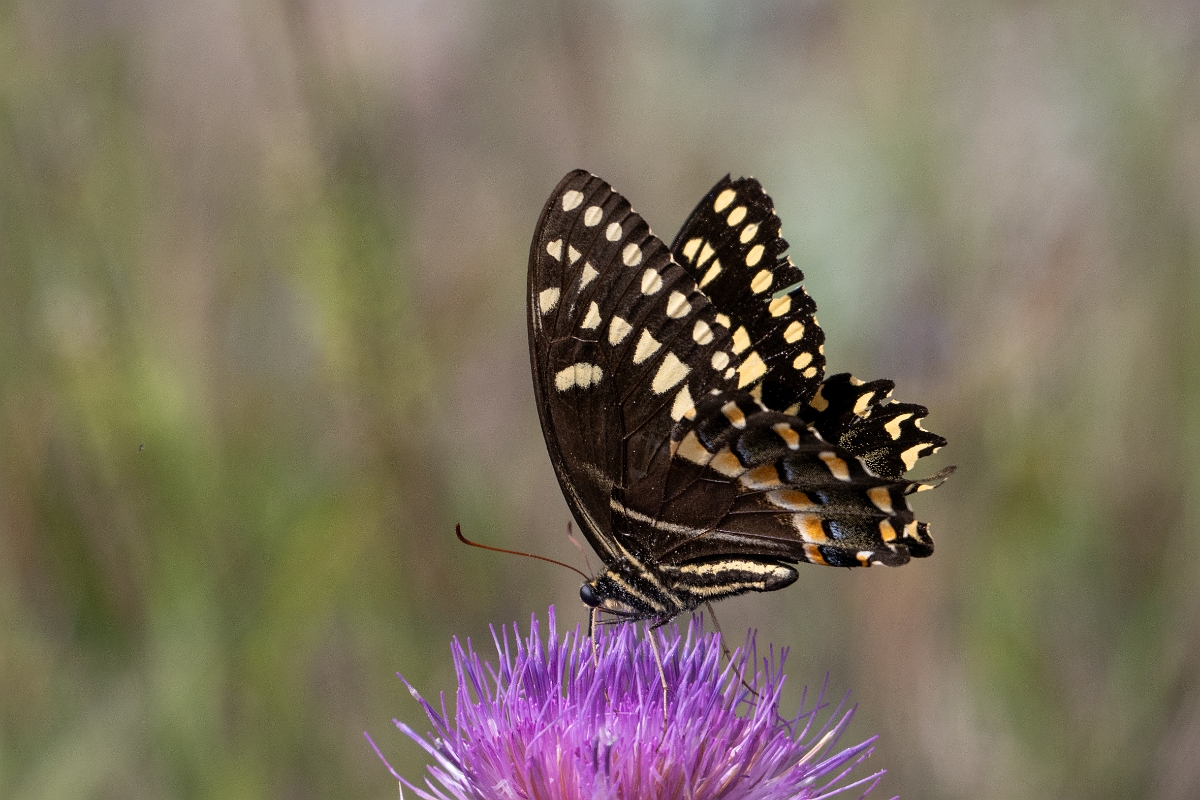 DPPhotography - Texas - Palamedes swallowtail, Papilio palamedes - A.jpg - Palamedes swallowtail, Papilio palamedes - Aransas NWR, Texas