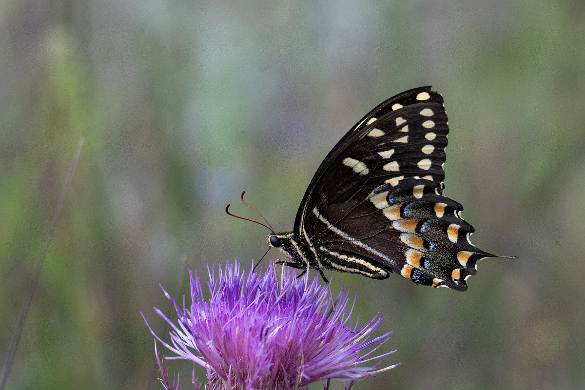 DPPhotography - Texas - Palamedes swallowtail, Papilio palamedes - C.jpg - Palamedes swallowtail, Papilio palamedes - Aransas NWR, Texas