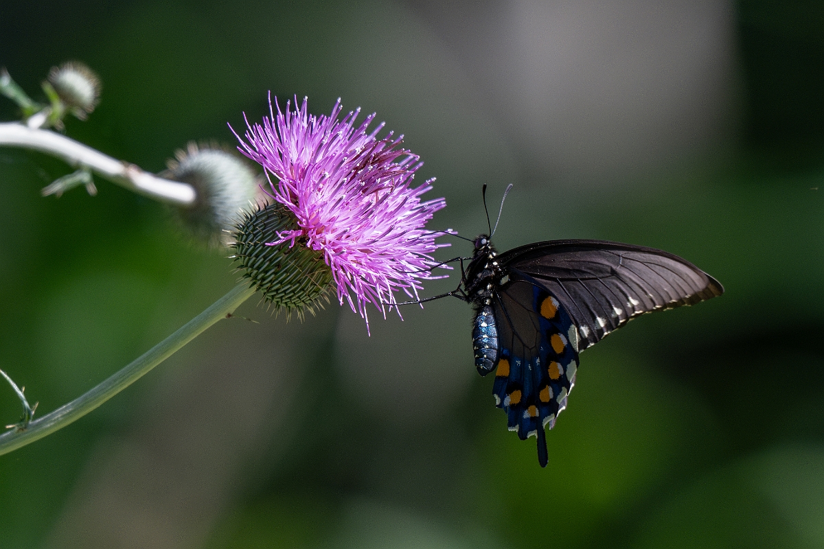 DPPhotography - Texas - Pipevine swallowtail, Battus philenor - C.jpg - Pipevine swallowtail, Battus philenor - Sandia, Texas