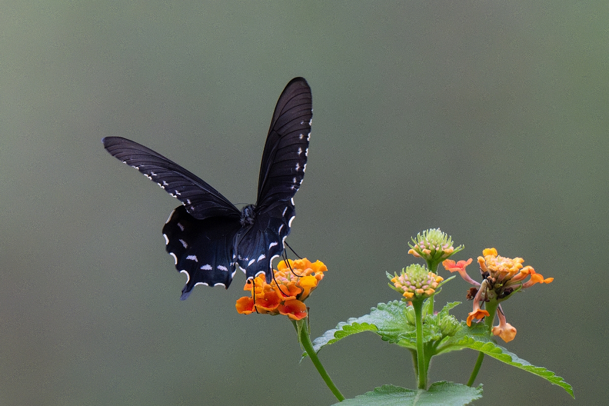 DPPhotography - Texas - Pipevine swallowtail, Battus philenor - F.jpg - Pipevine swallowtail, Battus philenor - WG Jones State Park, Texas
