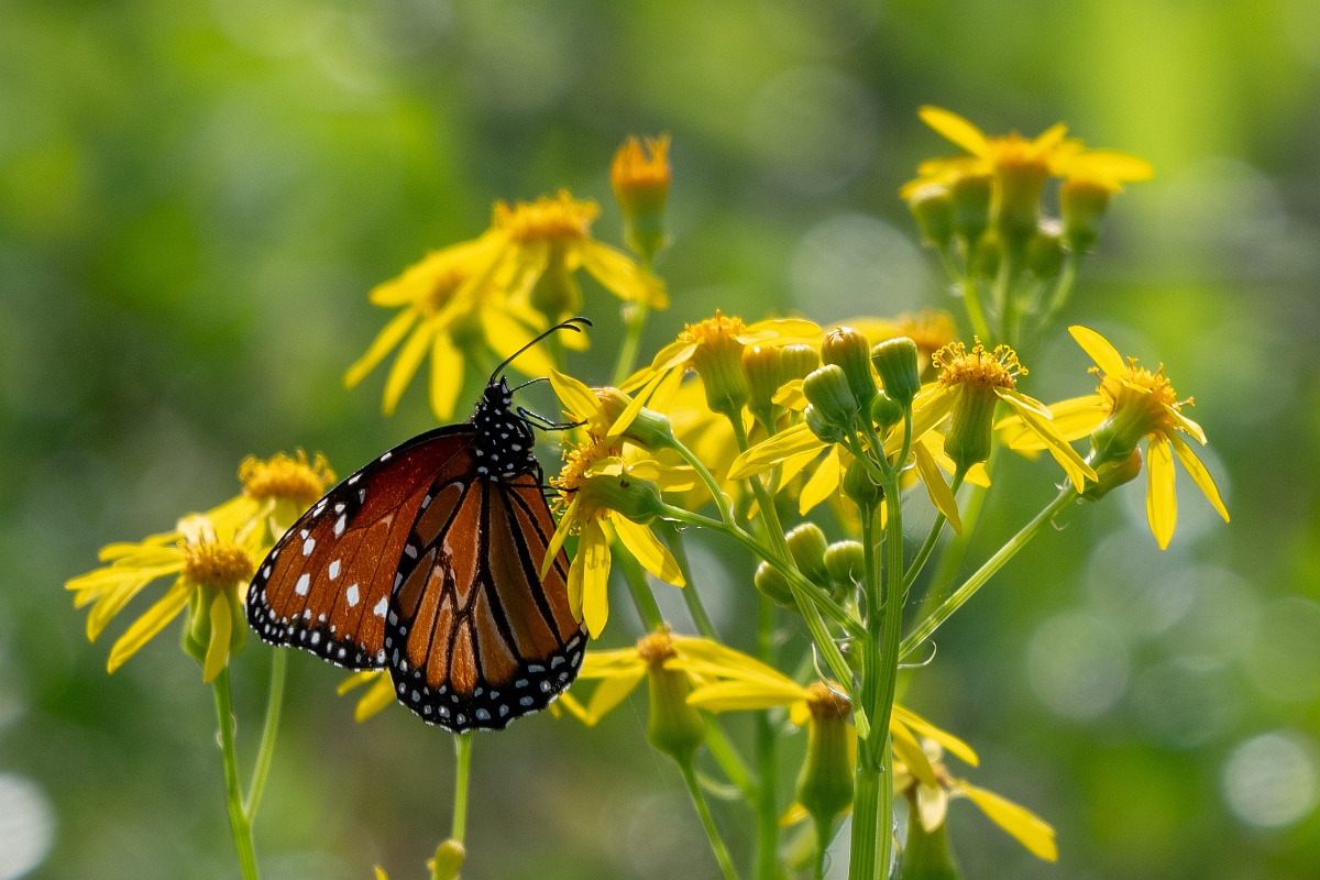 DPPhotography - Texas - Queen, Danaus gilippus - A.jpg - Queen, Danaus gilippus - Attwater NWR, Texas