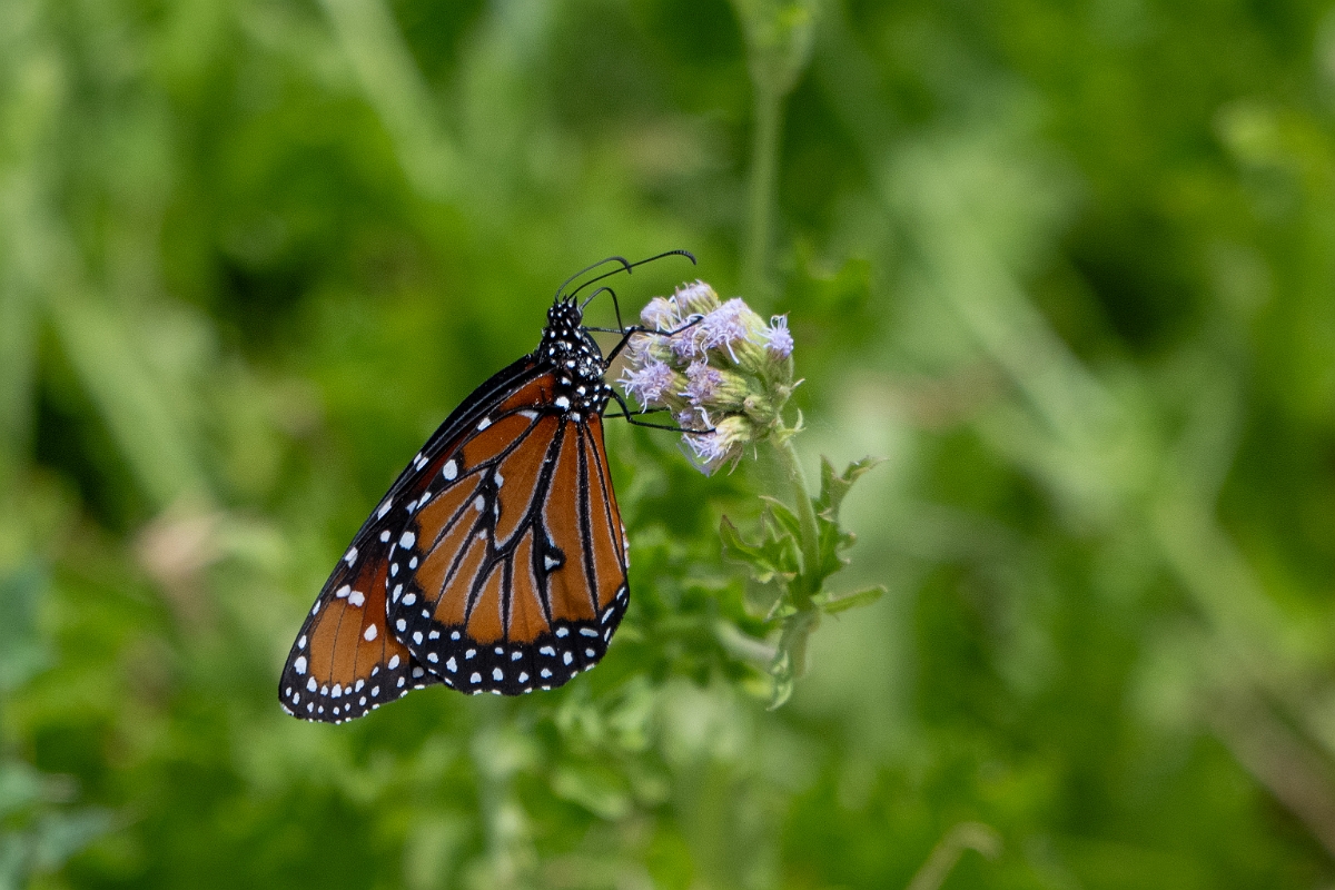 DPPhotography - Texas - Queen, Danaus gilippus - B.jpg - Queen, Danaus gilippus - National Butterfly Center, Texas