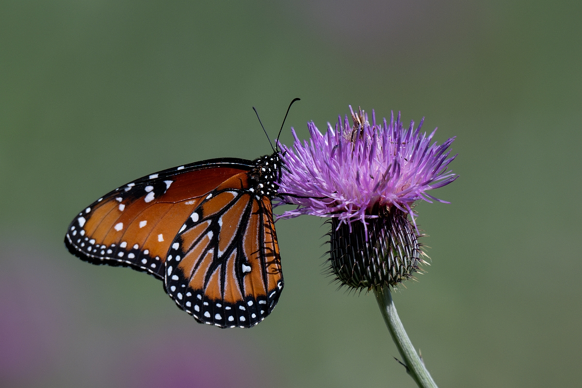 DPPhotography - Texas - Queen, Danaus gilippus - C.jpg - Queen, Danaus gilippus -Sandia, Texas