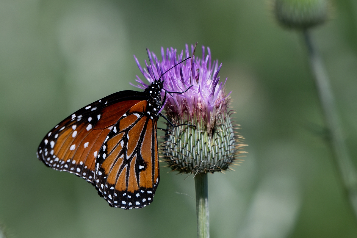 DPPhotography - Texas - Queen, Danaus gilippus - F.jpg - Queen, Danaus gilippus -Sandia, Texas
