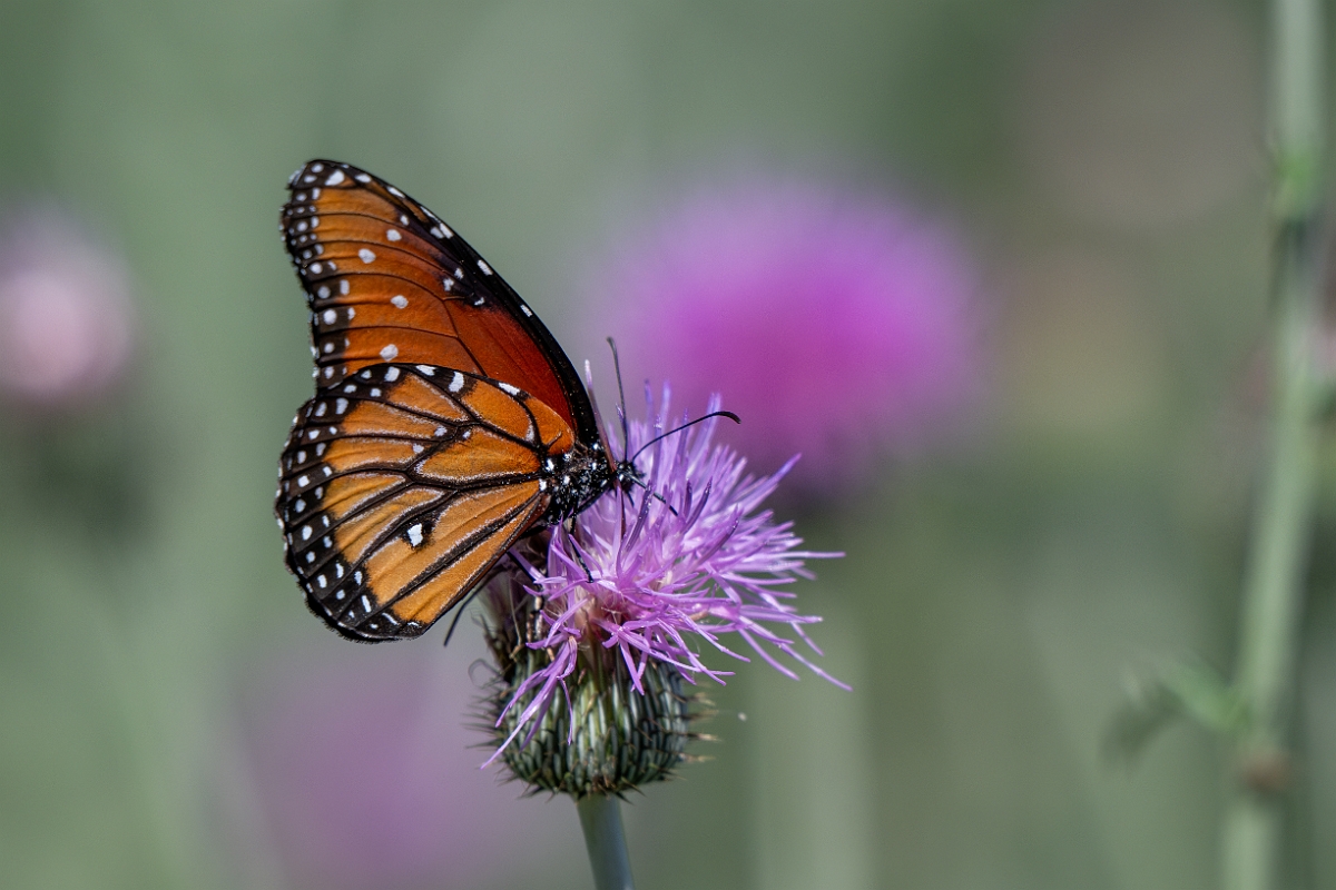DPPhotography - Texas - Queen, Danaus gilippus - G.jpg - Queen, Danaus gilippus -Sandia, Texas