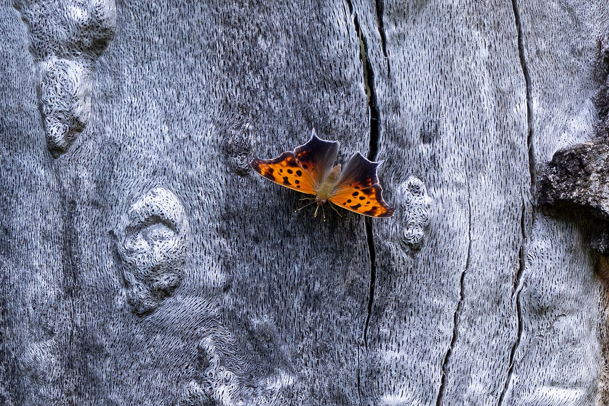 DPPhotography - Texas - Question mark, Polygonia interrogationis - A.jpg - Question mark, Polygonia interrogationis - Pedernales Falls State Park, Texas