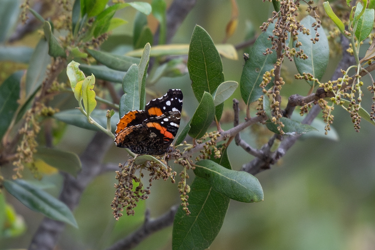 DPPhotography - Texas - Red admiral, Vanessa atalanta - A.jpg - Red admiral, Vanessa atalanta -  Edward's Plateau, Texas
