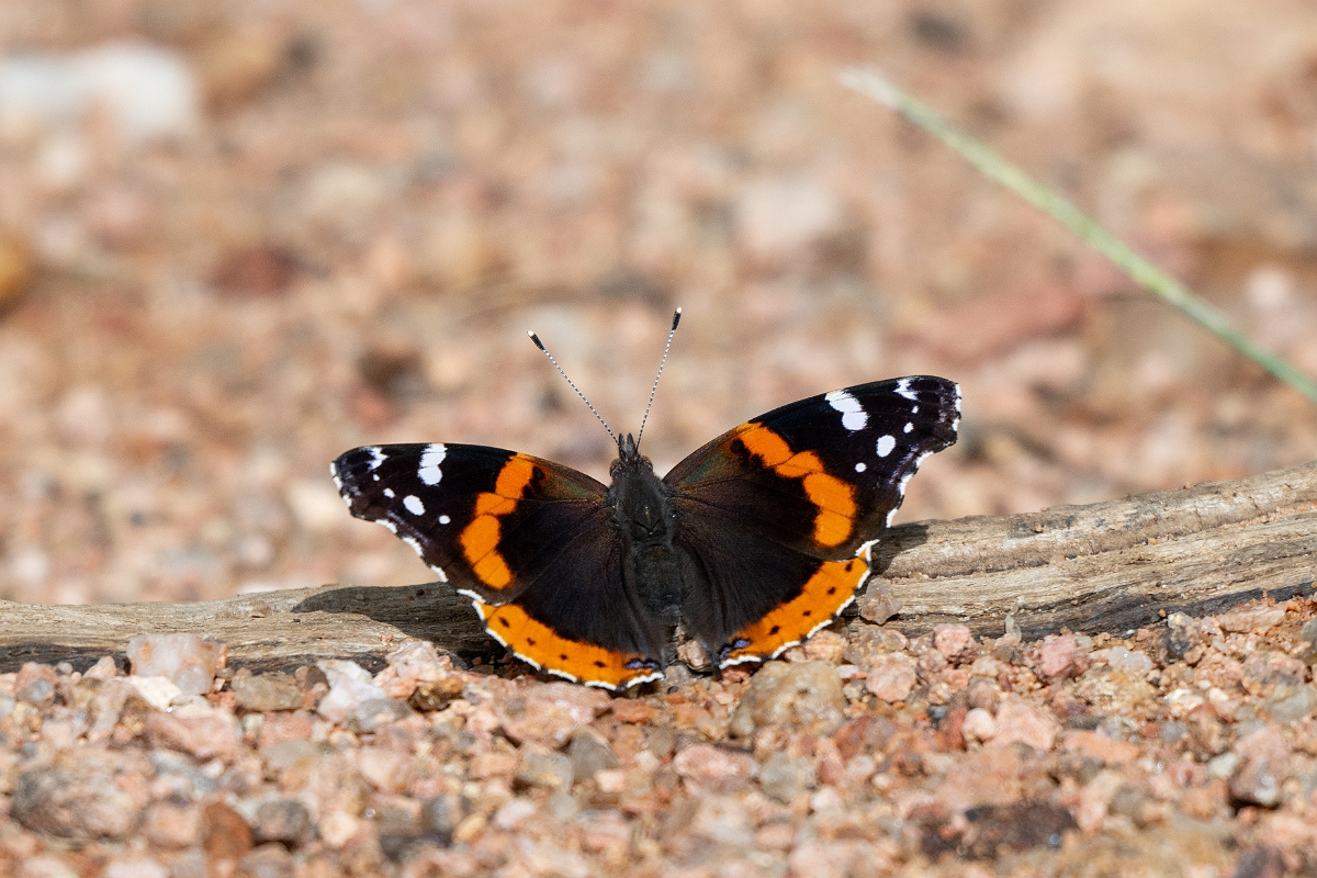 DPPhotography - Texas - Red admiral, Vanessa atalanta - B.jpg - Red admiral, Vanessa atalanta - Ink Lake State Park, Texas