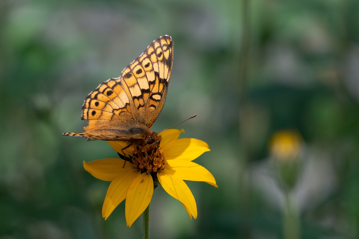 DPPhotography - Texas - Variegated fritillary, Euptoieta claudia - A.jpg - Variegated fritillary, Euptoieta claudia - Pedernales Falls State Park, Texas