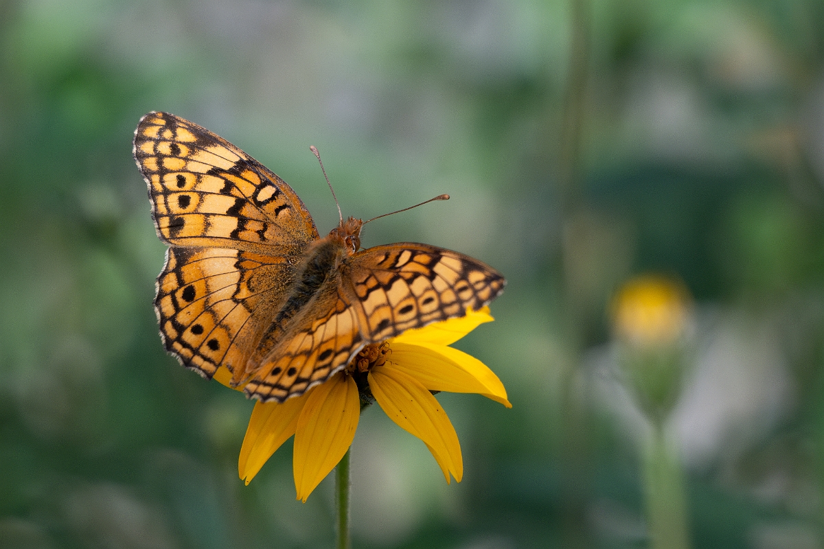 DPPhotography - Texas - Variegated fritillary, Euptoieta claudia - B.jpg - Variegated fritillary, Euptoieta claudia - Pedernales Falls State Park, Texas