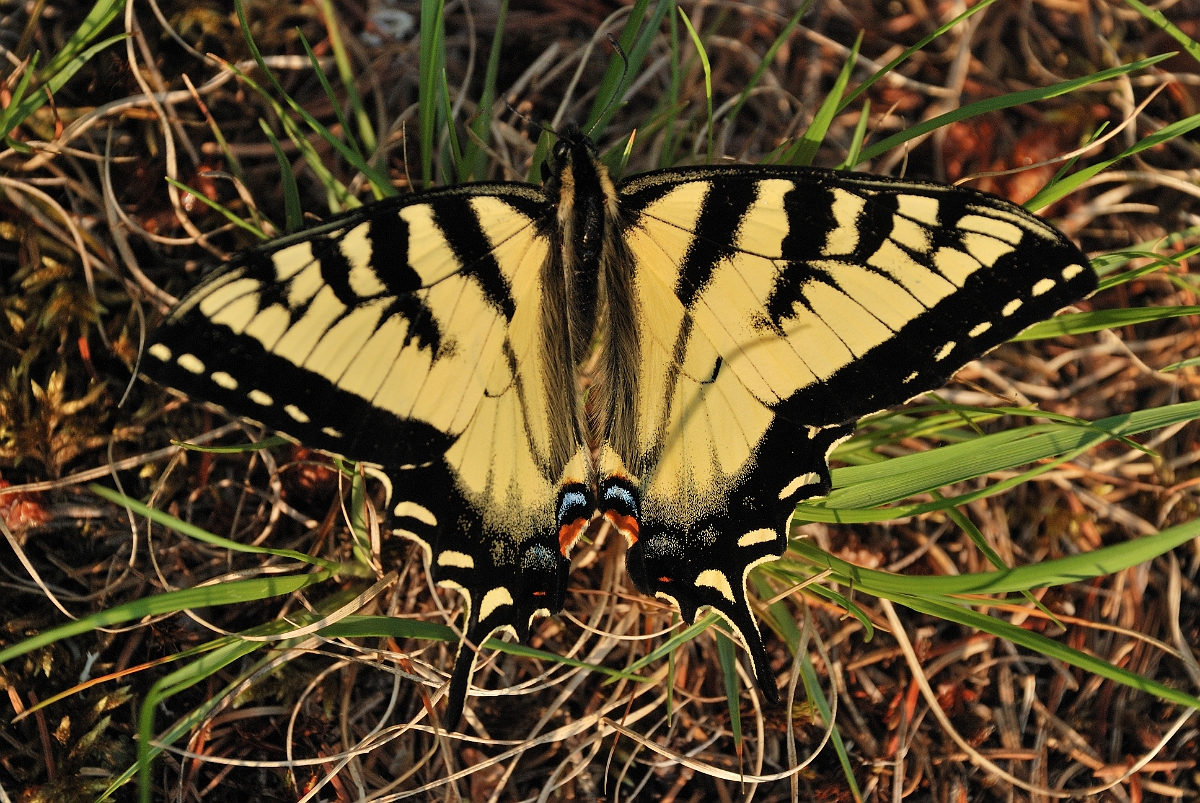 David Plant Photography - Wildlife Photographer - Canadian tiger swallowtail - A.jpg - Canadian tiger - Grafton Notch State Park, ME
